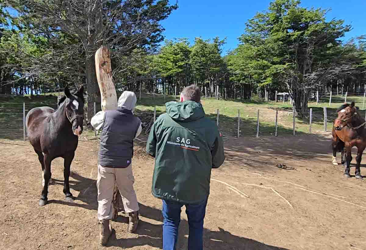 SAG región de Magallanes llama a informar y cumplir la normativa sanitaria en eventos ecuestres de verano