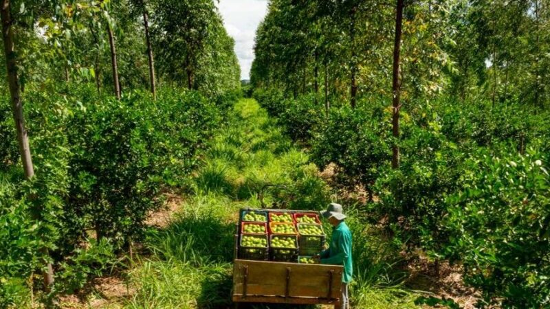 Opinión de expertos del Banco Mundial: Cuatro datos clave sobre los bosques y los alimentos