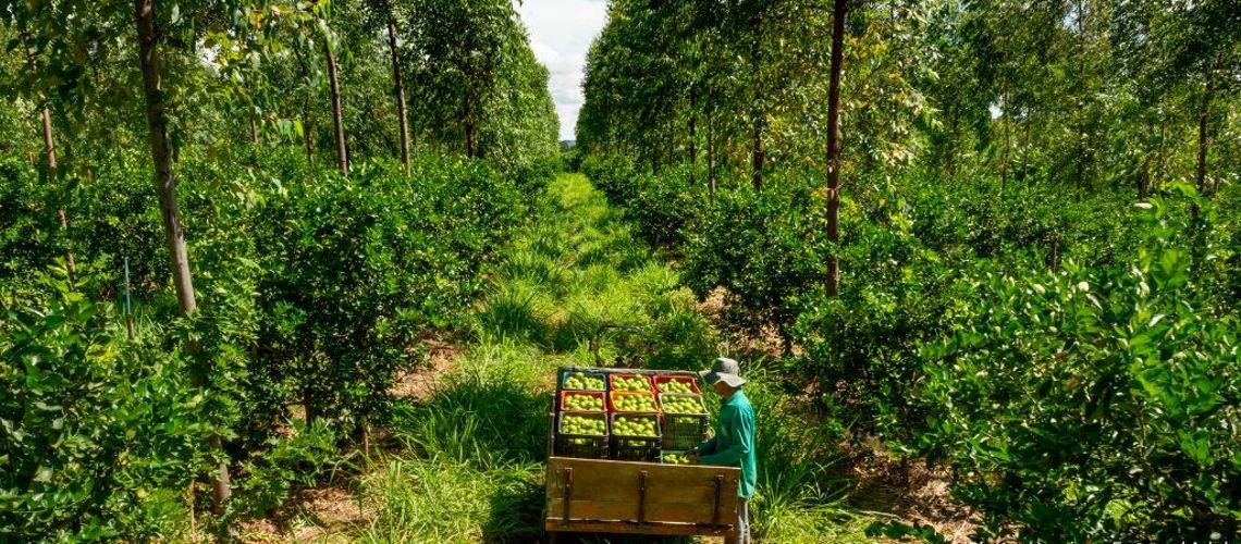 Opinión de expertos del Banco Mundial: Cuatro datos clave sobre los bosques y los alimentos