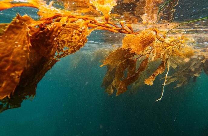 Científicas de la Universidad de Chile transforman el cochayuyo en proteína del futuro