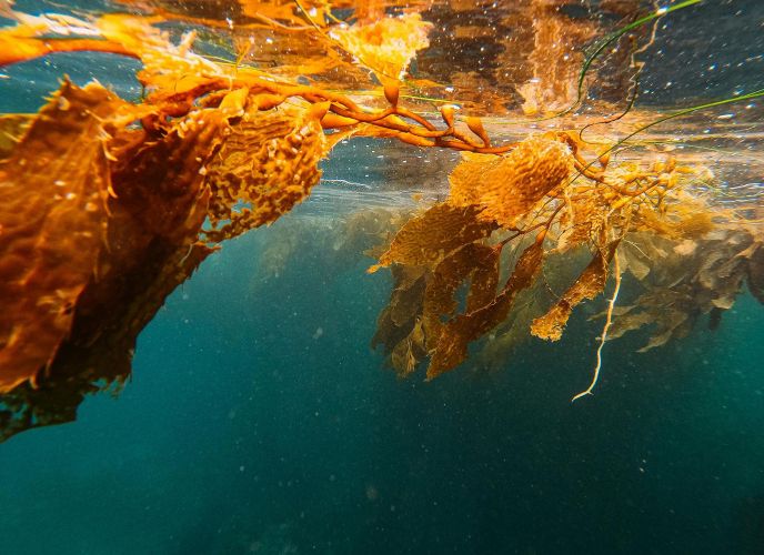 Científicas de la Universidad de Chile transforman el cochayuyo en proteína del futuro