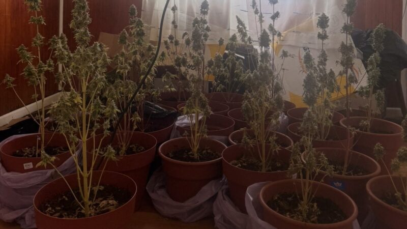 Incendio en vivienda de Punta Arenas permitió descubrir plantación de marihuana