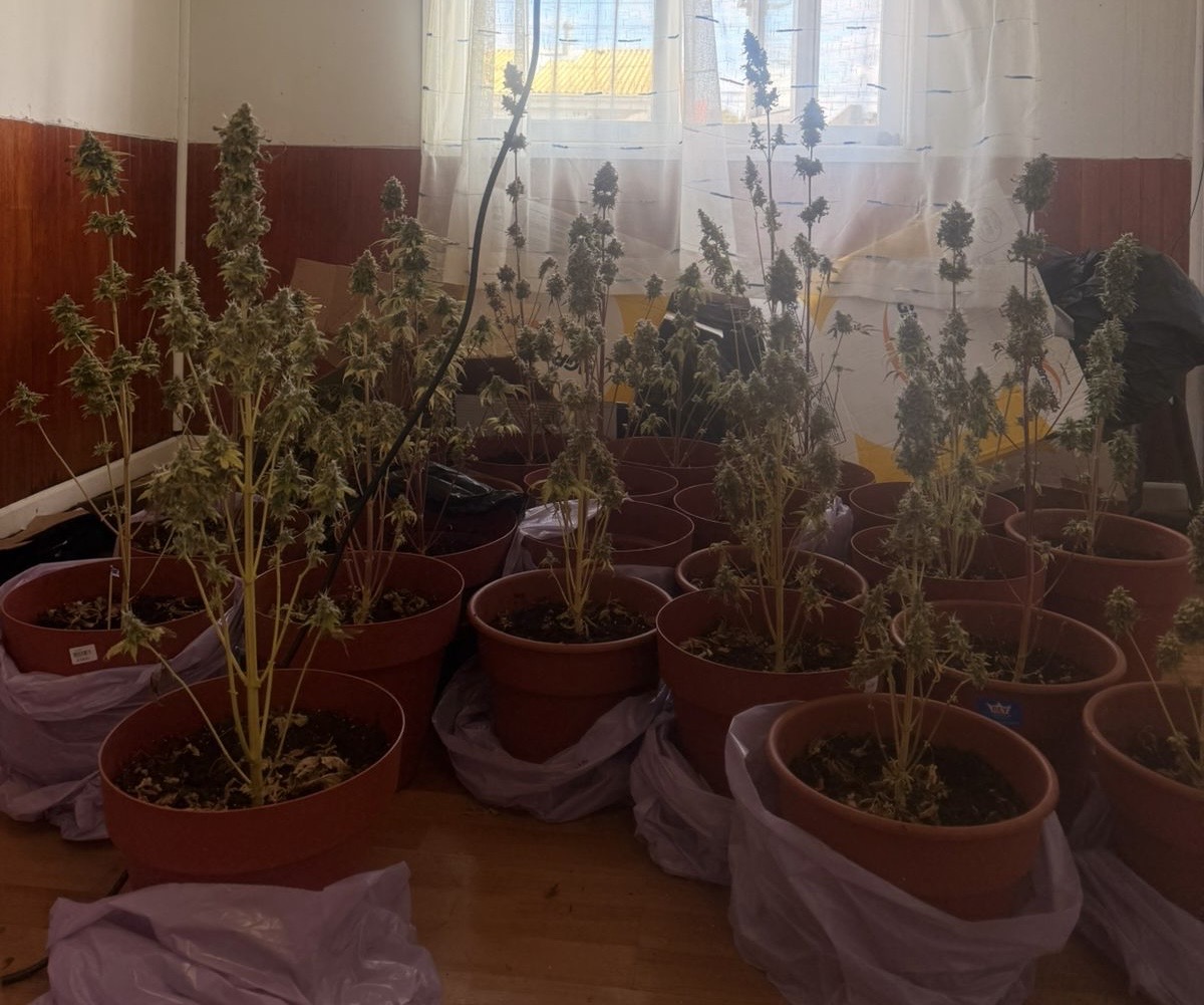 Incendio en vivienda de Punta Arenas permitió descubrir plantación de marihuana