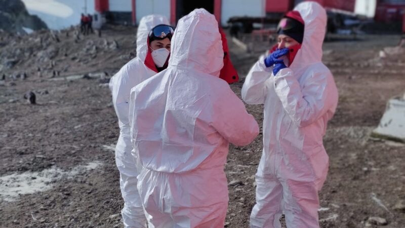 Equipos científicos mantienen alerta activa para detectar la evolución de la gripe aviar en especies antárticas 