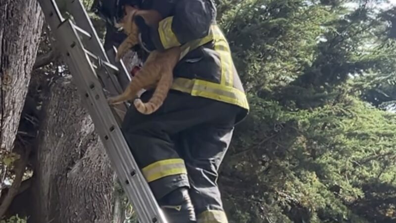 Rescatan a gato atrapado en árbol de la Plaza Muñoz Gamero de Punta Arenas