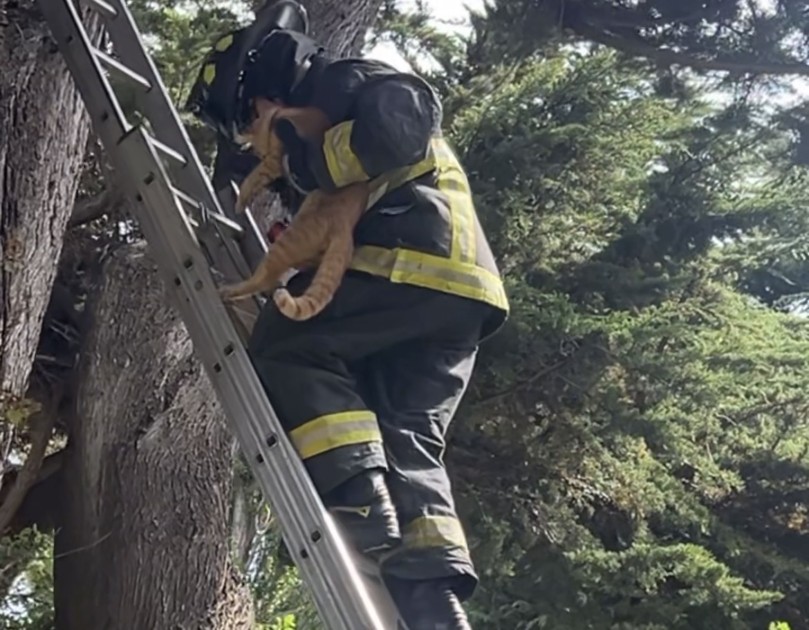 Rescatan a gato atrapado en árbol de la Plaza Muñoz Gamero de Punta Arenas