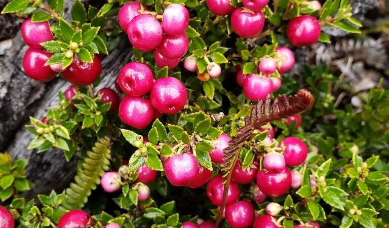 Fruto de la chaura y algas rojas desaceleran absorción de glucosa en personas diabéticas