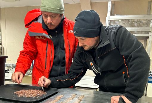 Nueva investigación propone modernizar la gestión de la pesquería de kril antártico y proteger el ecosistema austral