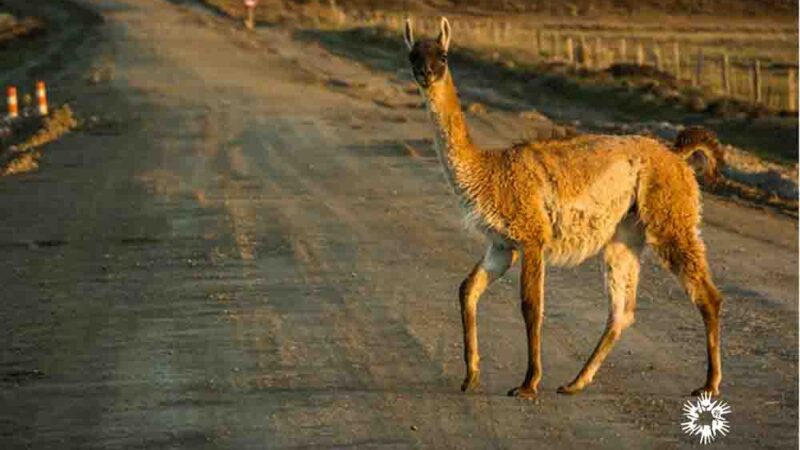 Primavera se suma por primera vez a “Saca tu Permiso Rural” 2026