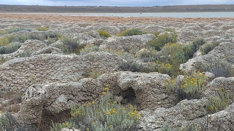 Desde Laguna de Los Cisnes, donde aún existen fósiles que nos proporcionan aire | Lucho Ruiz Subiabre