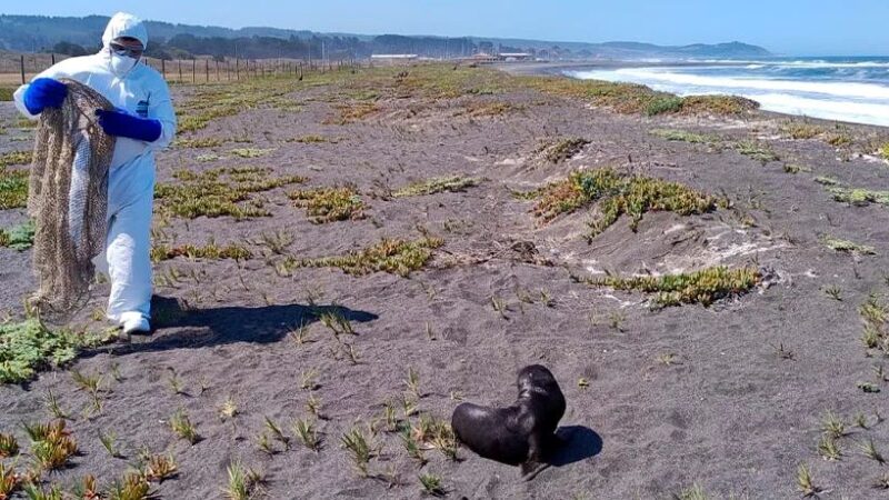 SERNAPESCA advierte sobre cuidado y observación de la fauna marina en playas del país