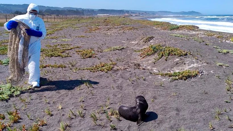 SERNAPESCA advierte sobre cuidado y observación de la fauna marina en playas del país