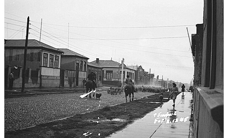 Cuando los arreos de ovejas pasaban por las calles de Punta Arenas