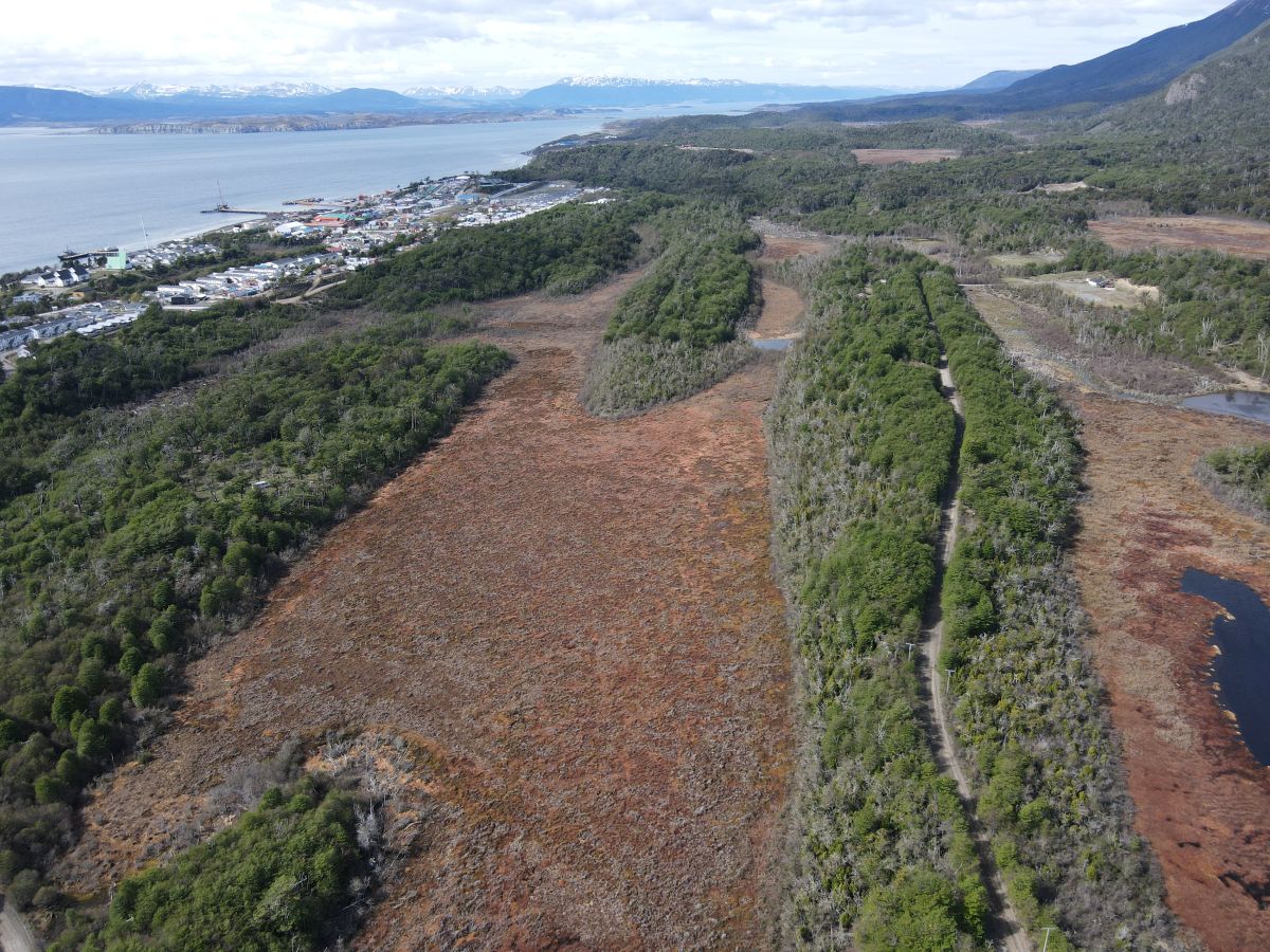 Turberas, las bóvedas de la naturaleza que contribuyen a mitigar el cambio climático