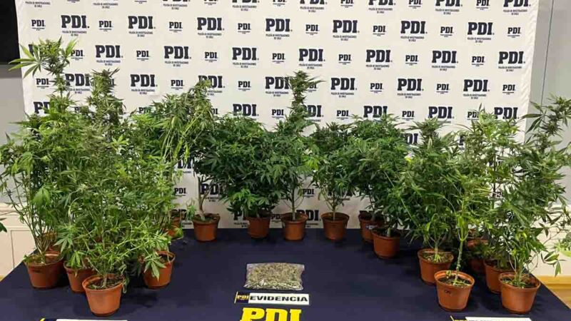 PDI desarticula cultivo indoor de cannabis en Punta Arenas y detiene a un hombre por Ley de Drogas