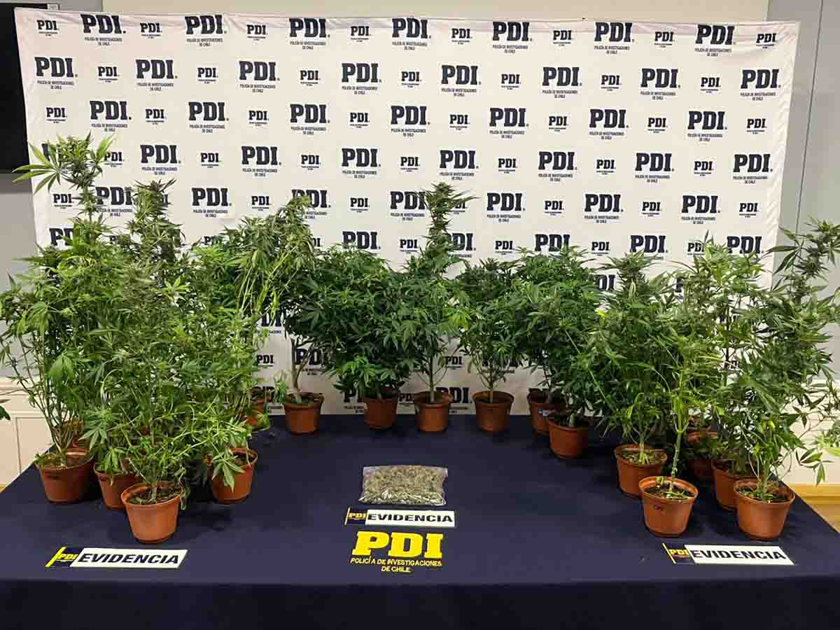PDI desarticula cultivo indoor de cannabis en Punta Arenas y detiene a un hombre por Ley de Drogas