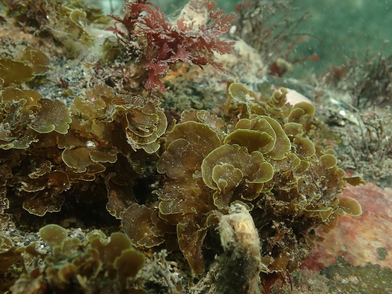 Publican primer registro para Chile de “alga abanico” en la Isla Grande de Tierra del Fuego