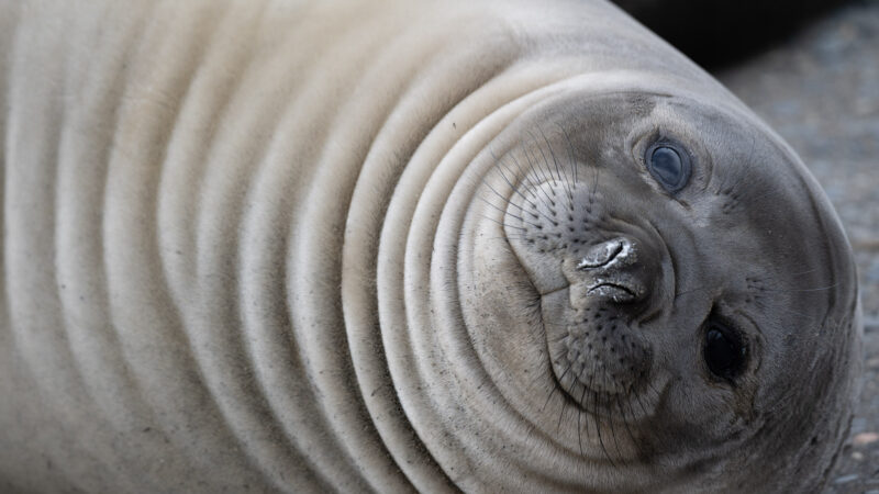 Monitoreo y conservación en el sur de Chile cobran relevancia ante crisis climática y sanitaria que afecta a la fauna