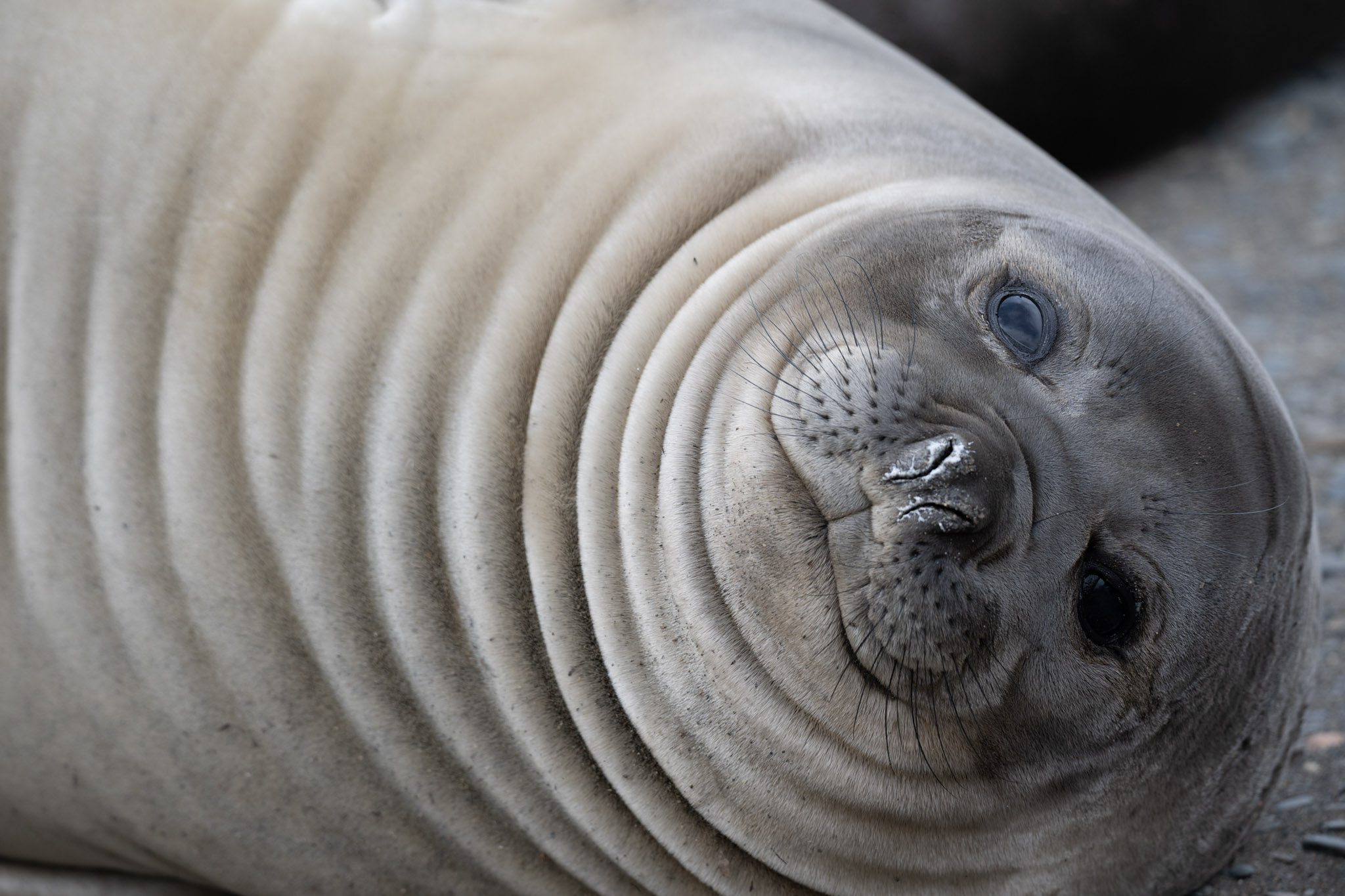 Monitoreo y conservación en el sur de Chile cobran relevancia ante crisis climática y sanitaria que afecta a la fauna