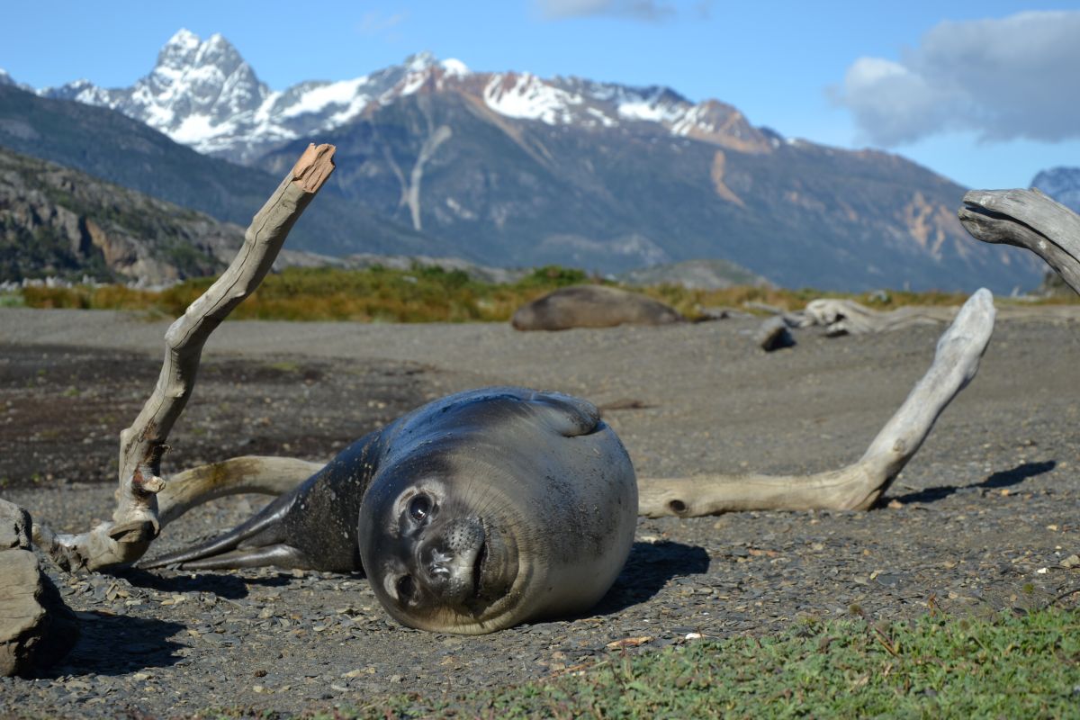 Seno Almirantazgo tiene un plan: la hoja de ruta que fortalece la protección de uno de los territorios más singulares de Magallanes