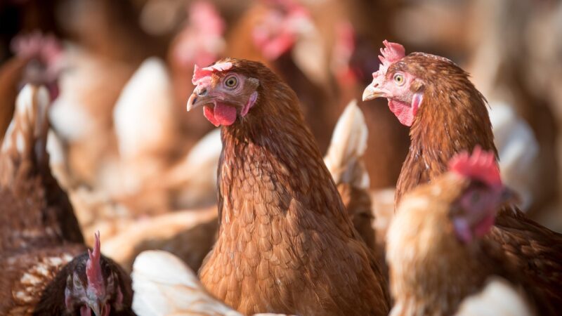 Autoridades refuerzan llamado por Infuenza Aviar en la región de Magallanes