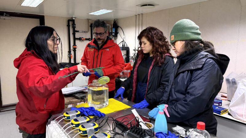 Chile fortalece el monitoreo ecológico de largo plazo del kril en el océano Austral
