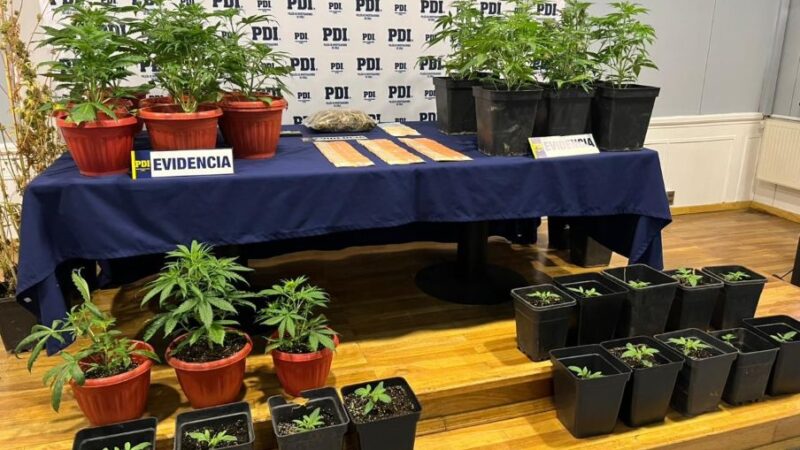 PDI Punta Arenas detuvo y puso a disposición de Tribunales a un sujeto por los delitos de microtráfico de drogas y cultivo