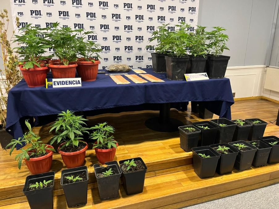 PDI Punta Arenas detuvo y puso a disposición de Tribunales a un sujeto por los delitos de microtráfico de drogas y cultivo