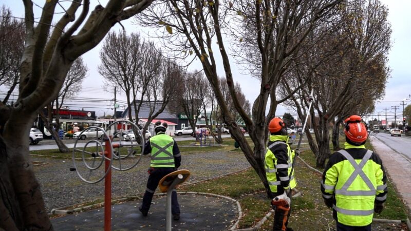 Municipio de Punta Arenas inició temporada de podas