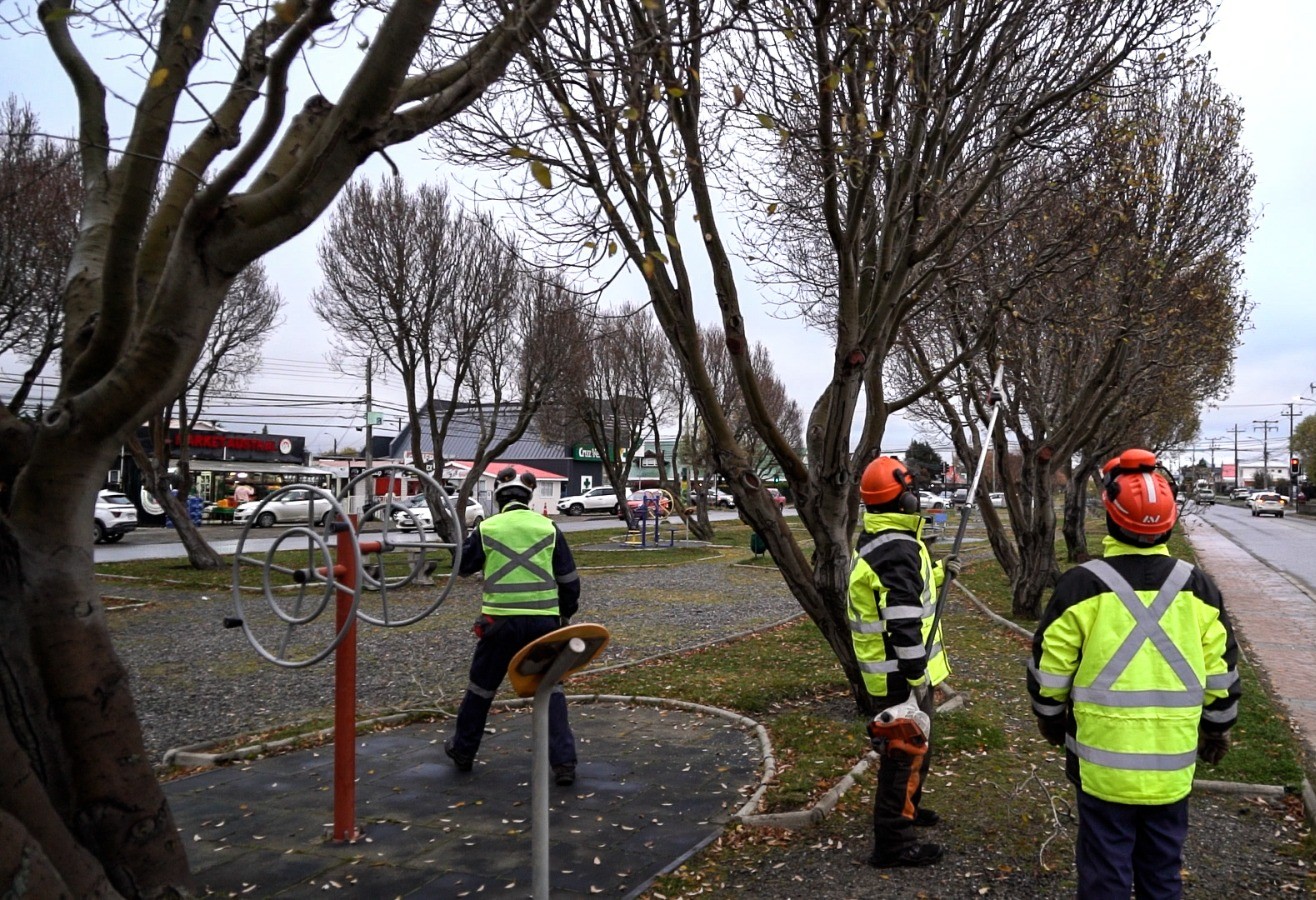 Municipio de Punta Arenas inició temporada de podas