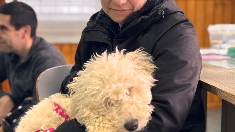 Municipio de Natales y SUBDERE consolidad programa de Esterilización con el 100% de la meta cumplida