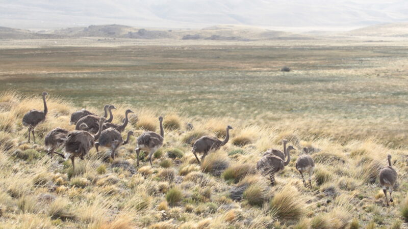 Refuerzan la población de ñandúes con tres nuevas liberaciones en el Parque Nacional Patagonia