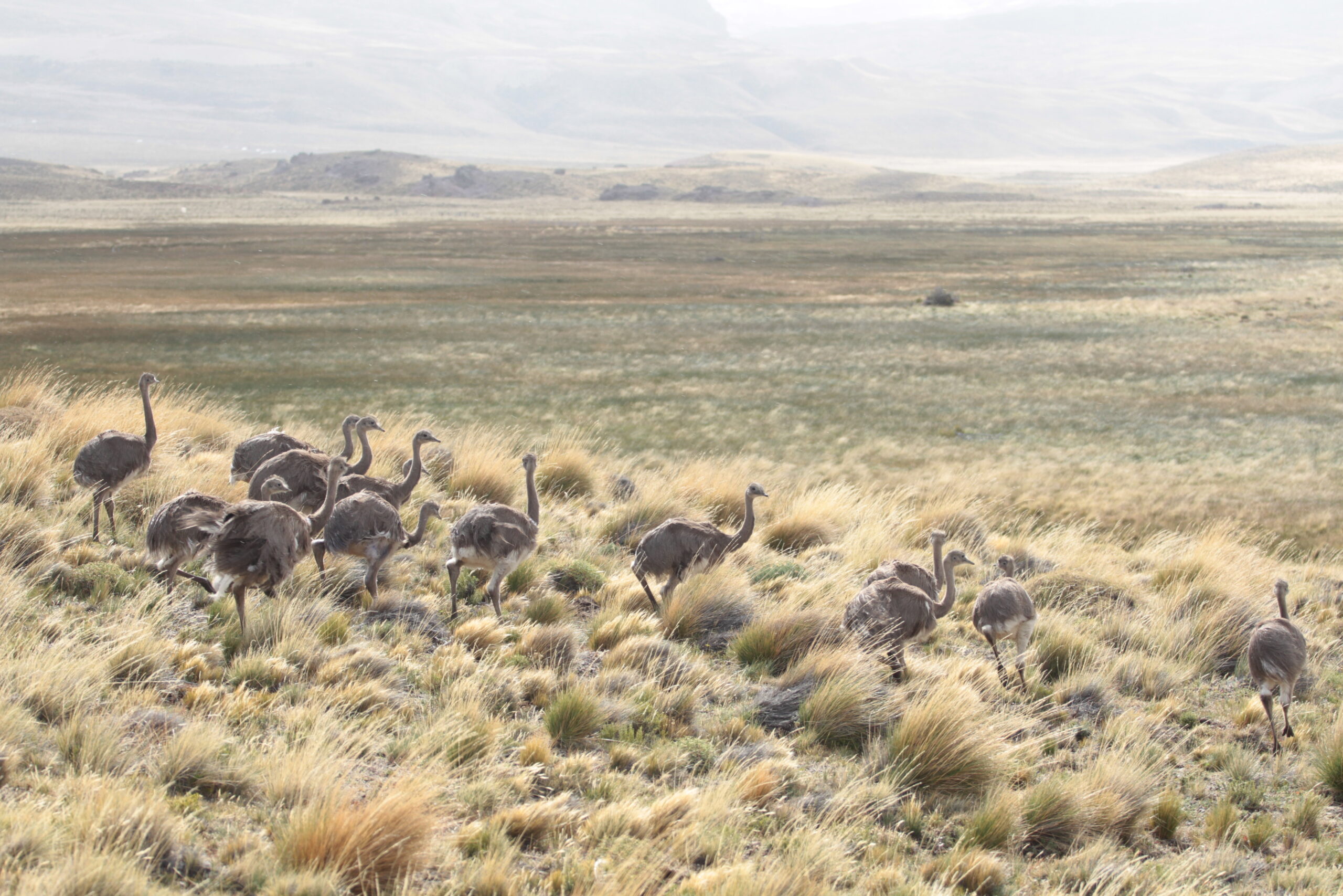 Refuerzan la población de ñandúes con tres nuevas liberaciones en el Parque Nacional Patagonia
