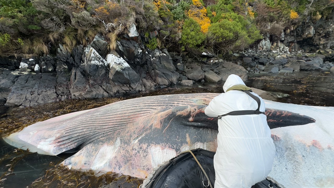 Sernapesca y Armada realizan registro y toma de muestras de ballenas varadas en Bahía Hately