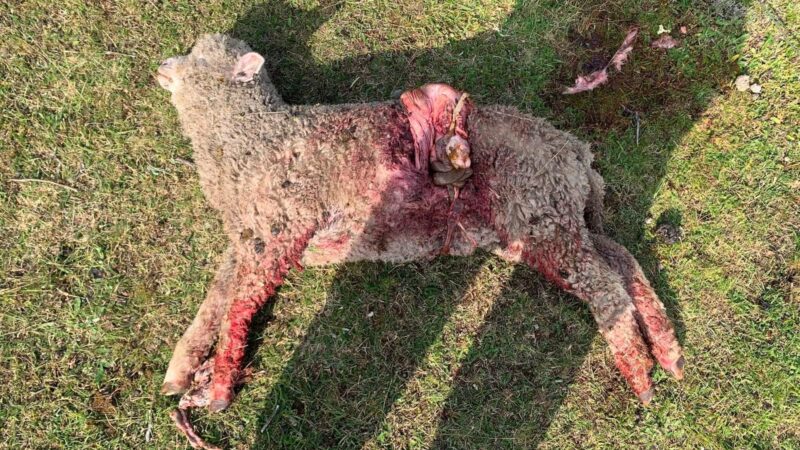 SEREMI de Agricultura repudia ataque de perros asilvestrados contra ovinos en Magallanes.