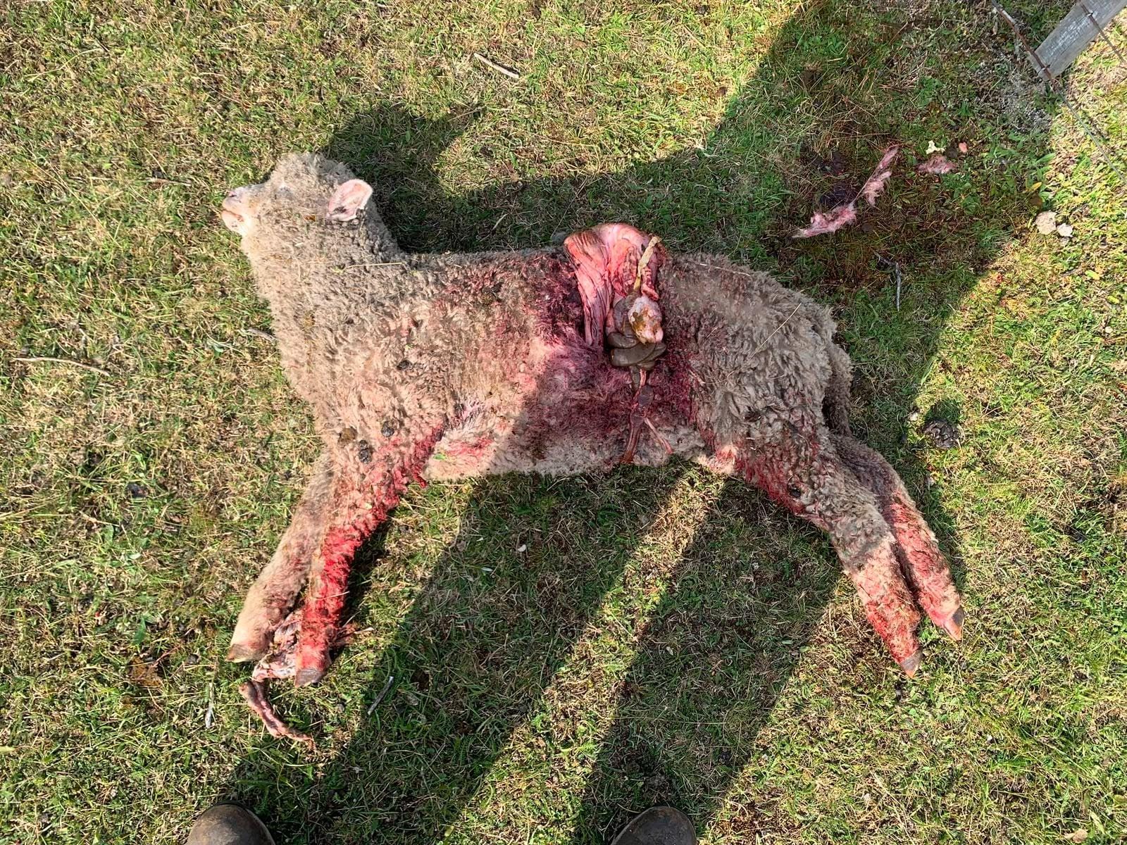 SEREMI de Agricultura repudia ataque de perros asilvestrados contra ovinos en Magallanes.