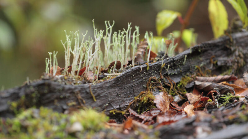 Vecinos del Parque Nacional Cerro Castillo exploran los secretos del reino fungi 
