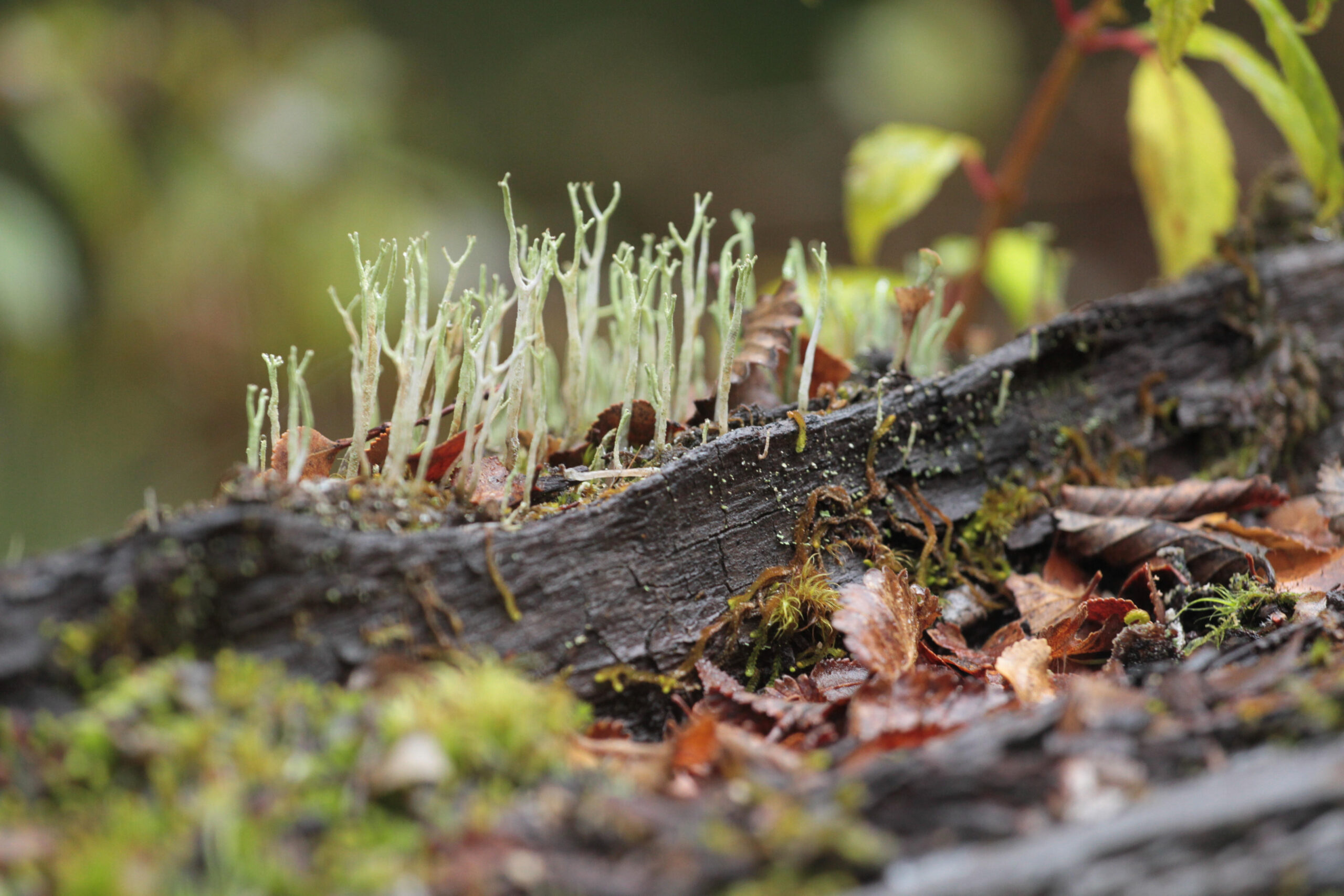 Vecinos del Parque Nacional Cerro Castillo exploran los secretos del reino fungi 