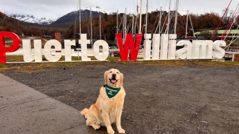 Con profundo pesar Carabineros de Chile despide al can «Golfo», héroe de cuatro patas caído en acto del servicio