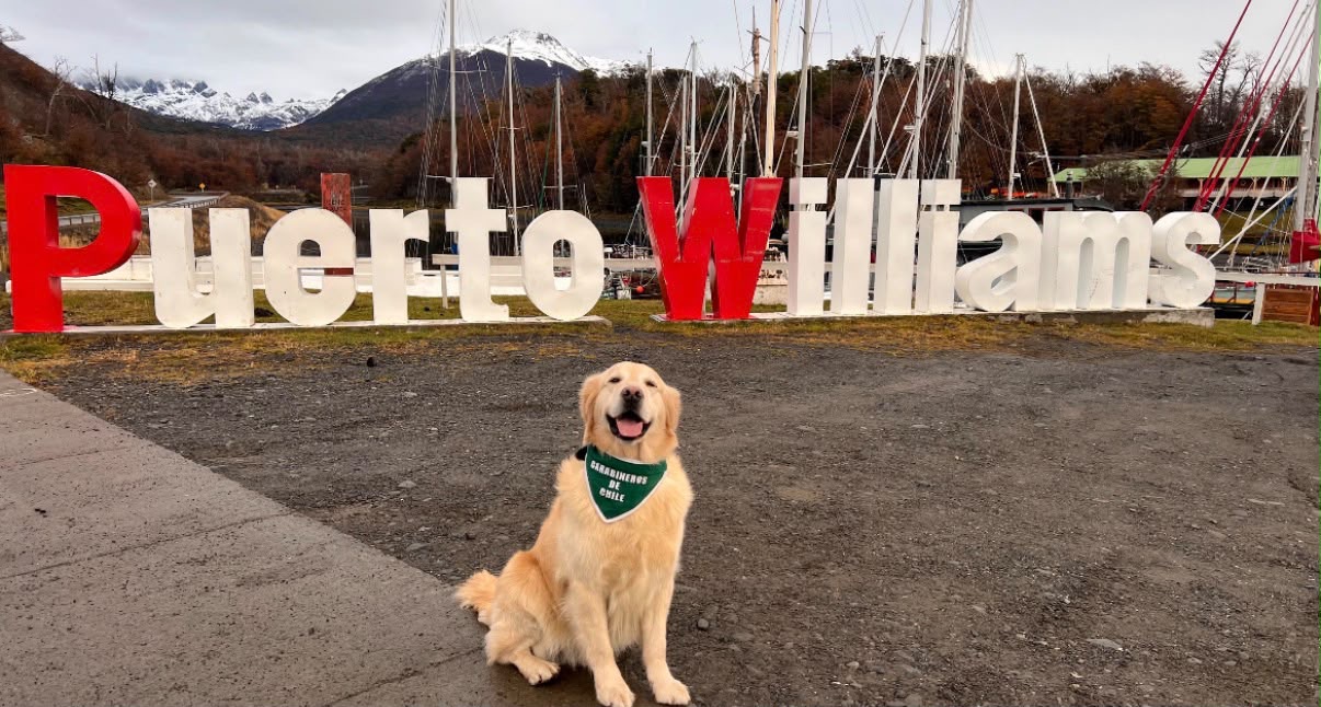 Con profundo pesar Carabineros de Chile despide al can «Golfo», héroe de cuatro patas caído en acto del servicio