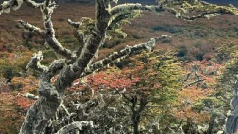 Leña y barbas de viejo para teñir lana | Manuel Luis Rodríguez U. | Historia y Memoria
