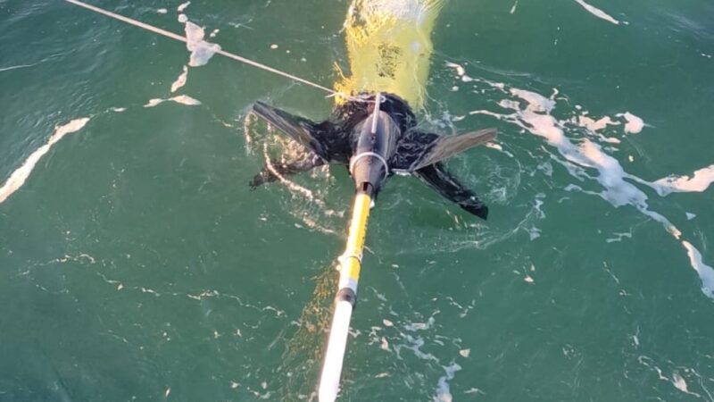Exitosa misión de un planeador submarino en el estrecho de Magallanes como antesala al despliegue en Antártica.