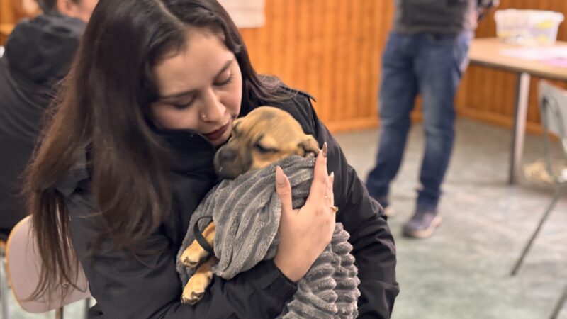 SUBDERE informa sobre el programa de Tenencia Responsable de Animales de Compañía en Magallanes.