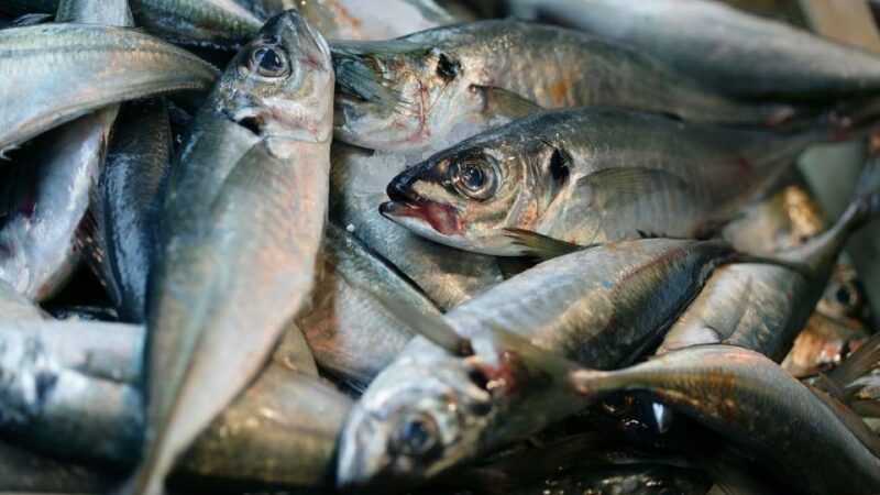 Crisis del jurel: Menor disponibilidad del recurso desafía a la pesca chilena.