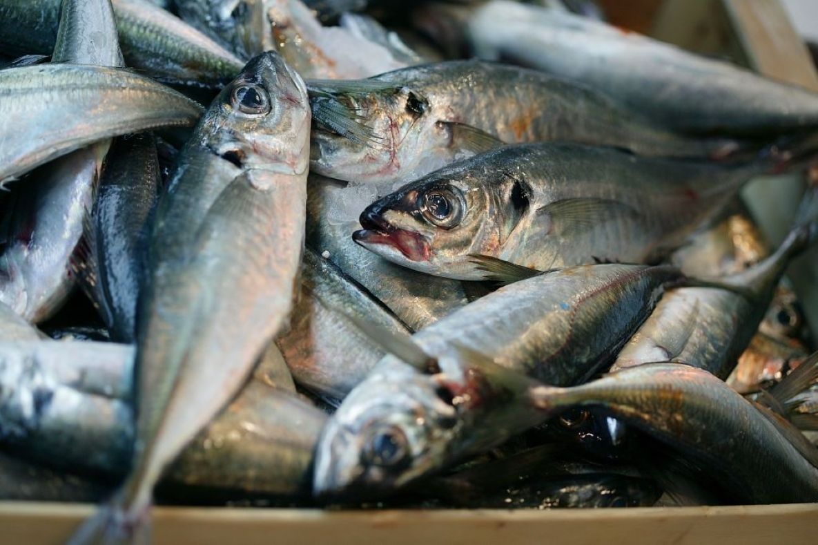 Crisis del jurel: Menor disponibilidad del recurso desafía a la pesca chilena.