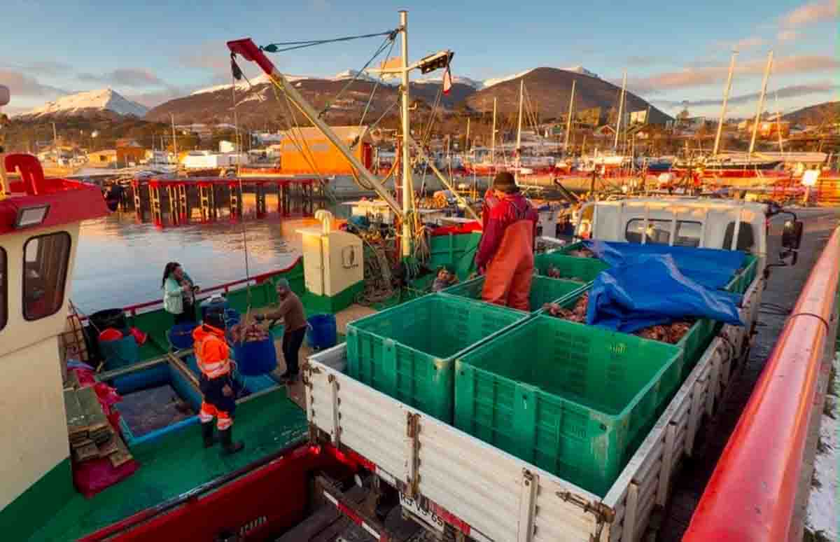 Autoridades refuerzan difusión y llaman a respetar la normativa ante inicio de la temporada de centolla en Puerto Williams 