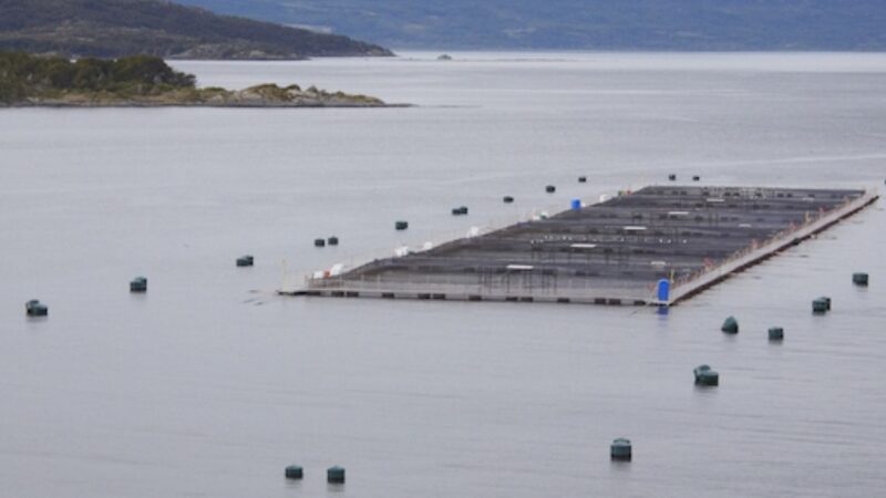 Cosecha de salmón Atlántico en Magallanes disminuye durante abril de 2026.