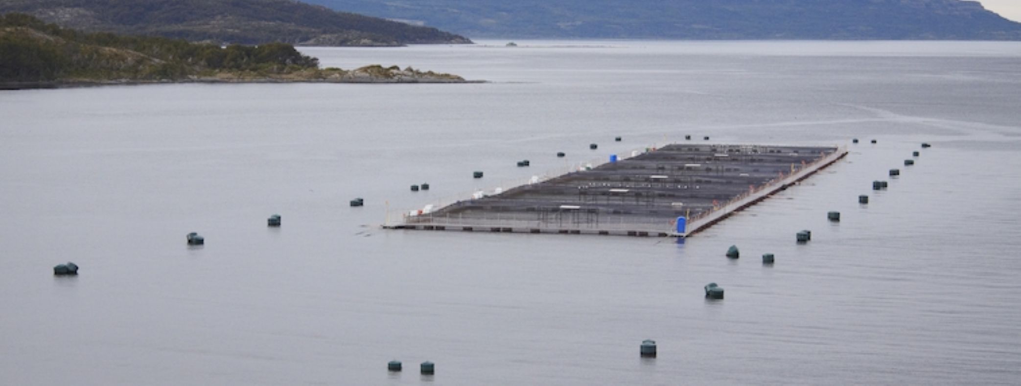 Cosecha de salmón Atlántico en Magallanes disminuye durante abril de 2026.