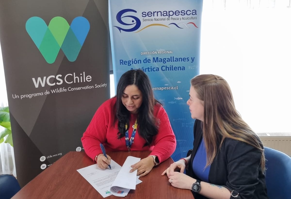 Sernapesca y WCS Chile fortalecen alianza para la conservación marina en Magallanes.