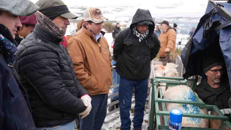 Con exitosa jornada teórico-práctica junto a INIA Kampenaike y Estancia Las Charas, ganaderos de Río Verde se capacitaron en herramientas para la mejora ovina